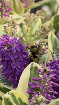 Bumblebee gathering pollen on vivid violet hebe shrub blossoms