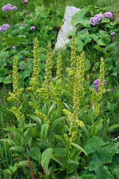 Blooming of Veratrum, commonly known as False hellebore. 