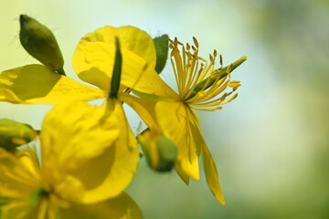 Obraz premium Yellow wildflower close-up 