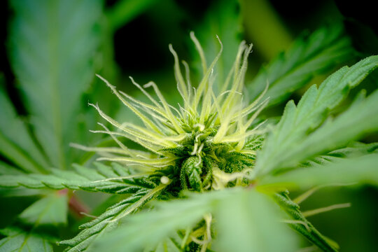 Macro shot of young White Widow cannabis plant developing first flowers with white pistils and early trichomes