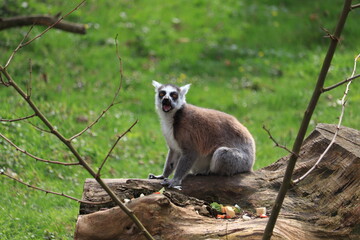 Fototapeta premium Ring-tailed lemur sitting on log with open mouth