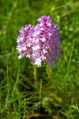 Fototapeta premium Pyramidal Orchid (Anacamptis pyramidalis) Wildflower Blooming in Mediterranean Grassland