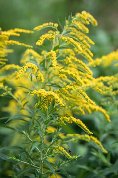Solidago canadensis blooming in summer. Canada Goldenrod invasive species: allelopathy, displacement, rapid spread limit growth of surrounding plants