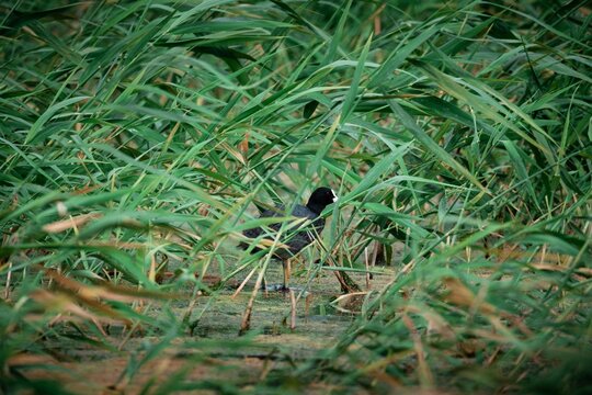 Eurasian coot standing in tall green reeds near water. Wild bird hiding in lake vegetation. Wildlife photography of aquatic bird in natural habitat. Calm nature and animal theme.
