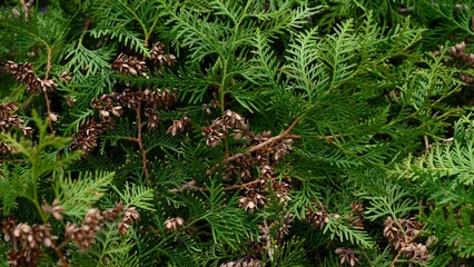 Green thuja branches with small brown cones. Close-up © rosinka79