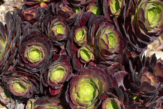 Purple Aeonium Arboreum Succulent Plants with Dark Rosette Leaves in a Garden