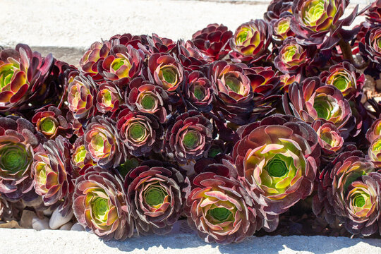 Purple Aeonium Arboreum Succulent Plants with Dark Rosette Leaves in a Garden