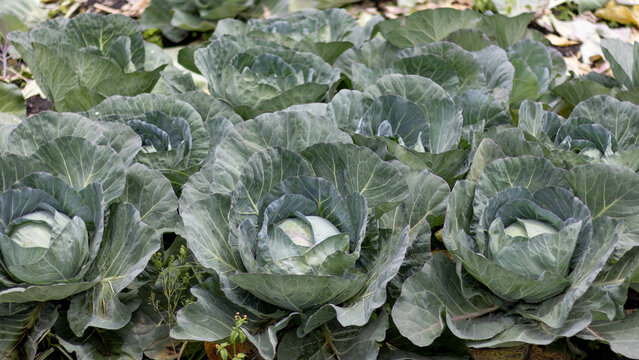 Close-up of a healthy green cabbage growing in a cultivated vegetable garden. Fresh organic produce with detailed leaves and water droplets, showcasing sustainable agriculture, farming, and natural fo