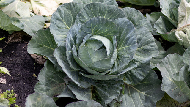 Close-up of a healthy green cabbage growing in a cultivated vegetable garden. Fresh organic produce with detailed leaves and water droplets, showcasing sustainable agriculture, farming, and natural fo