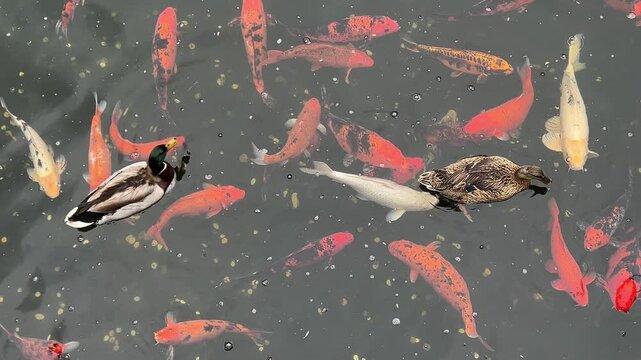 Colorful koi carp and a pair of mallard ducks swim in the pond.  Coins are scattered on the pond bottom.
