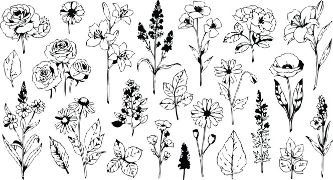 Black and white floral vector pattern with decorative flowers leaves butterflies and ornamental scroll borders