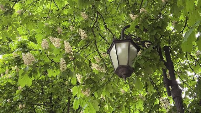 Street lamp and blossoming chestnut tree in a spring park