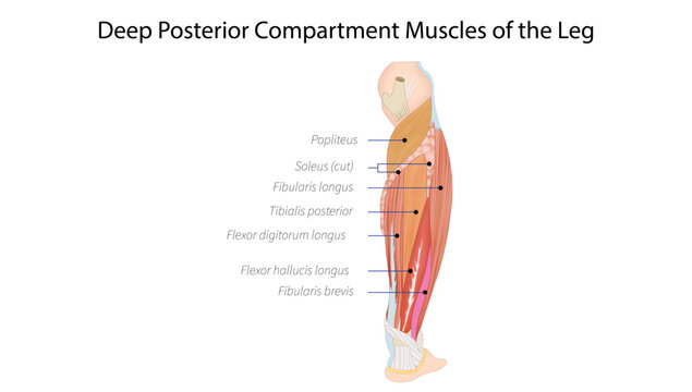Deep Posterior Compartment Muscles of the Leg
deep posterior leg muscles including tibialis posterior, flexor hallucis longus, flexor digitorum longus, and popliteus.
