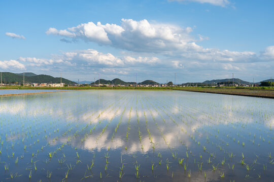 Reflection of clouds in rice fields in rural Omi, Shiga, Japan
