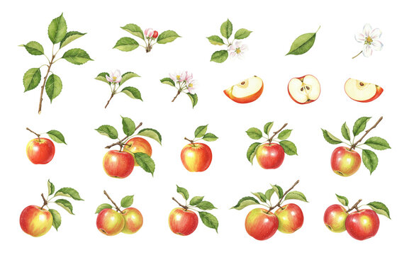 Watercolor illustration of red apples, branches with leaves and flowers isolated on transparent background. Healthy fruit for a diet. Botanical image for card, poster, textile, menu, kitchen, book.	