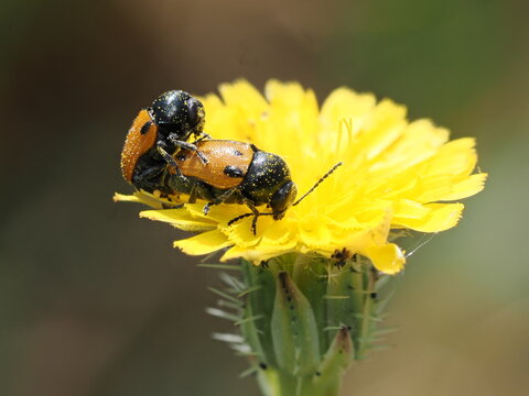 Una pareja de escarabajos del g&eacute;nero Lachnaia se encuentra sobre una flor amarilla. Se observa el comportamiento de apareamiento, destacando sus &eacute;litros anaranjados con puntos negros y cuerpo oscuro.