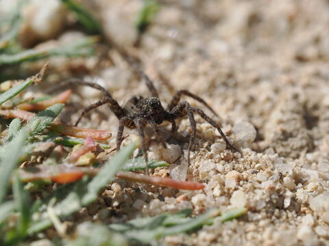 Una ara&ntilde;a de la familia Lycosidae se desplaza sobre suelo arenoso. Destaca por su coloraci&oacute;n cr&iacute;ptica en tonos marrones y grises, patas robustas y un patr&oacute;n de marcas oscuras en el cefalot&oacute;rax.