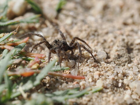 Una ara&ntilde;a de la familia Lycosidae se desplaza sobre suelo arenoso. Destaca por su coloraci&oacute;n cr&iacute;ptica en tonos marrones y grises, patas robustas y un patr&oacute;n de marcas oscuras en el cefalot&oacute;rax.