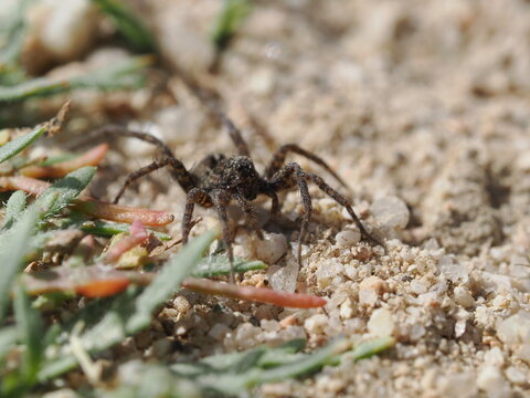 Una ara&ntilde;a de la familia Lycosidae se desplaza sobre suelo arenoso. Destaca por su coloraci&oacute;n cr&iacute;ptica en tonos marrones y grises, patas robustas y un patr&oacute;n de marcas oscuras en el cefalot&oacute;rax.