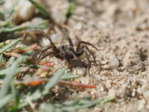 Una ara&ntilde;a de la familia Lycosidae se desplaza sobre suelo arenoso. Destaca por su coloraci&oacute;n cr&iacute;ptica en tonos marrones y grises, patas robustas y un patr&oacute;n de marcas oscuras en el cefalot&oacute;rax.