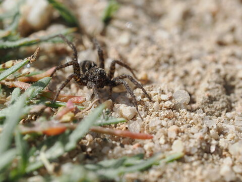 Una ara&ntilde;a de la familia Lycosidae se desplaza sobre suelo arenoso. Destaca por su coloraci&oacute;n cr&iacute;ptica en tonos marrones y grises, patas robustas y un patr&oacute;n de marcas oscuras en el cefalot&oacute;rax.