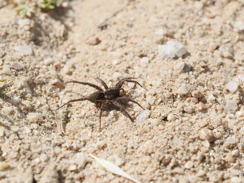 Una ara&ntilde;a de la familia Lycosidae se desplaza sobre suelo arenoso. Destaca por su coloraci&oacute;n cr&iacute;ptica en tonos marrones y grises, patas robustas y un patr&oacute;n de marcas oscuras en el cefalot&oacute;rax.