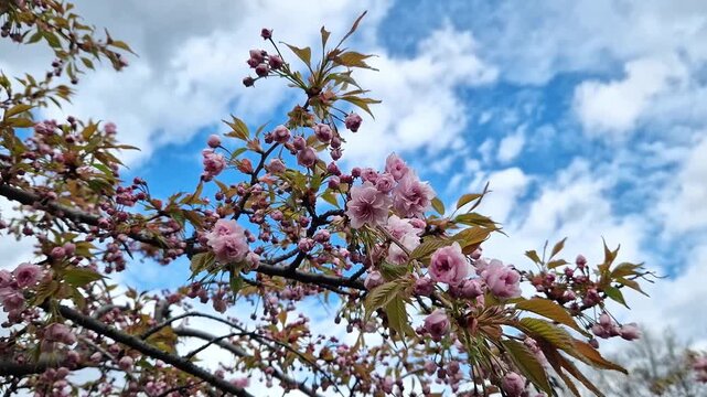 Branches of blooming cherry (sakura) with pink double flowers. Bottom up view on a background of blue sky with clouds, windy day. Spring landscape with blooming tree branches. Flowers with selective f