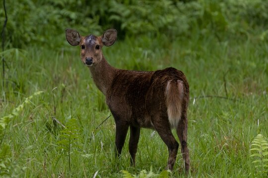A young hog deer in the middle of the jungle.