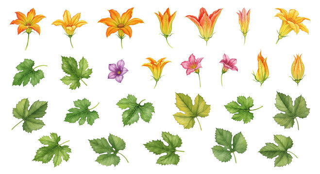 Watercolor illustrations of zucchini leaves and flowers on transparent background. Set of fresh vegetables for healthy food design, card, poster, textile, menu, book, sticker, packing, label.	

