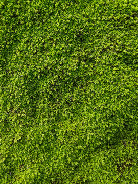 Lush green moss covering volcanic rock in Huta Siallagan, North Sumatra, Indonesia, creating a natural abstract texture with vibrant tropical details.