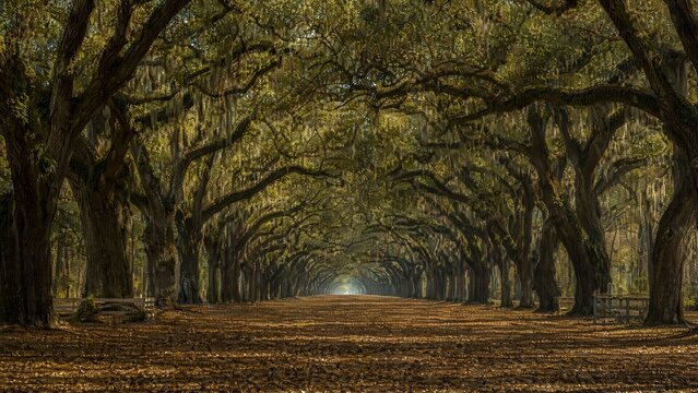 accuser. Avenue of ancient oak trees with a carpet of fallen leaves, dappled sunlight filtering through the canopy. travel magazines, destination branding, designed for travel destination branding.