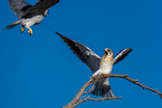 Black-shouldered kite (Elanus axillaris) on a branch in the desert of the Kgalagadi Transfrontier Park, part of the Kalahari desert, in South Africa