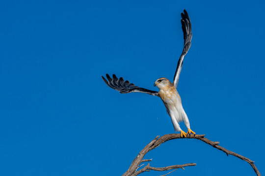 Black-shouldered kite (Elanus axillaris) on a branch in the desert of the Kgalagadi Transfrontier Park, part of the Kalahari desert, in South Africa