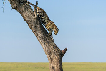 Leopard (Panthera pardus) coming out a Tree with a Reedbuck Prey in the Masai Mara National Reserve, Kenya © henk bogaard