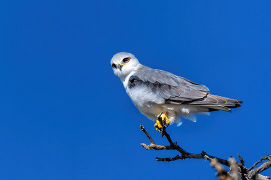 Black-shouldered kite (Elanus axillaris) on a branch in the desert of the Kgalagadi Transfrontier Park, part of the Kalahari desert, in South Africa