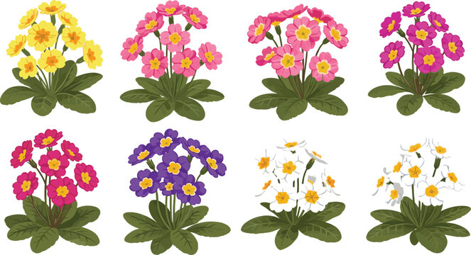 Colorful botanical vector set of primrose flowers with pink red white yellow and purple blossoms on white background