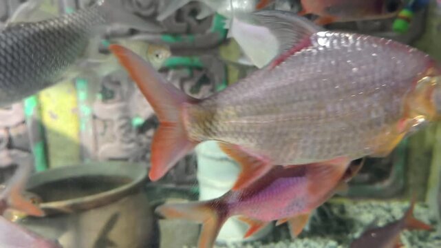 Variety of small aquarium fish, Tinfoil Barbs and Java Barbs in shades of silver, pink, orange, and gold swimming against ornate carved green-bronze background. 