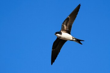 Fototapeta premium White-rumped swift bird in natural flight. Fast winged creature soars through clear blue sky. Wild avian displays speed agility grace. Bird migrates across sunny day.