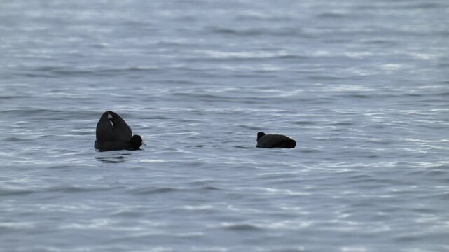 Two black coots swimming gracefully on the surface of a rippling lake in Munich Germany during daytime