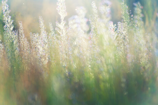 Wild flowers with green grass in a summer forest at sunset. Beautiful nature background.