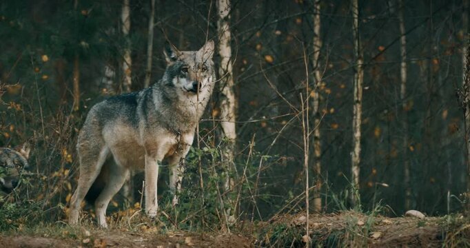 Two Wolves Causing Movement in A Natural Forest Scene