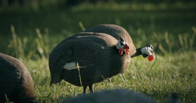 Guinea fowl grazing in summer grass. Guinea fowl, guineahen, are birds of the