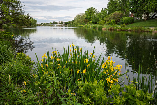 Yellow iris blooms at the water edge in Ashburn Village Virginia