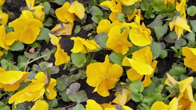 Close up of yellow pansy flowers blooming in garden bed, spring botanical background