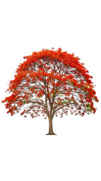 Flaming tree with red-orange flowers isolated on white background, delonix regia