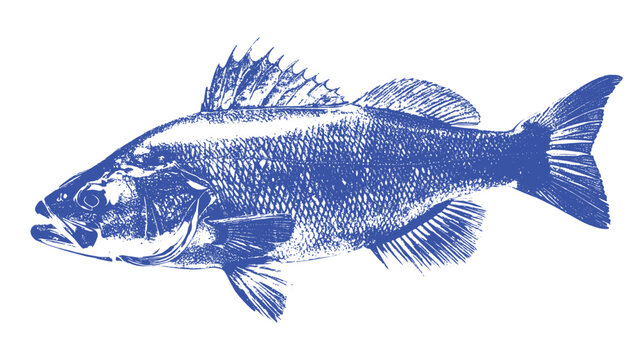 Blue Snapper Fish Silhouette Stamp Vector Illustration