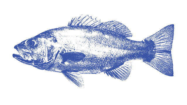 Blue Cod Fish Silhouette Stamp Vector Illustration
