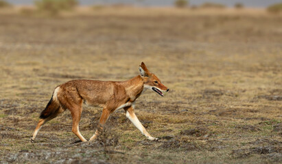 Fototapeta premium Rare endangered Ethiopian wolf running in high-altitude grasslands of Ethiopian Highlands