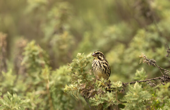 Streaky Seedeater perched on a shrub in Bale mountains, Ethiopia