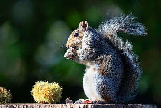 Grey squirrel eating chestnut while sitting on tree stump surrounded by spiky chestnut burrs